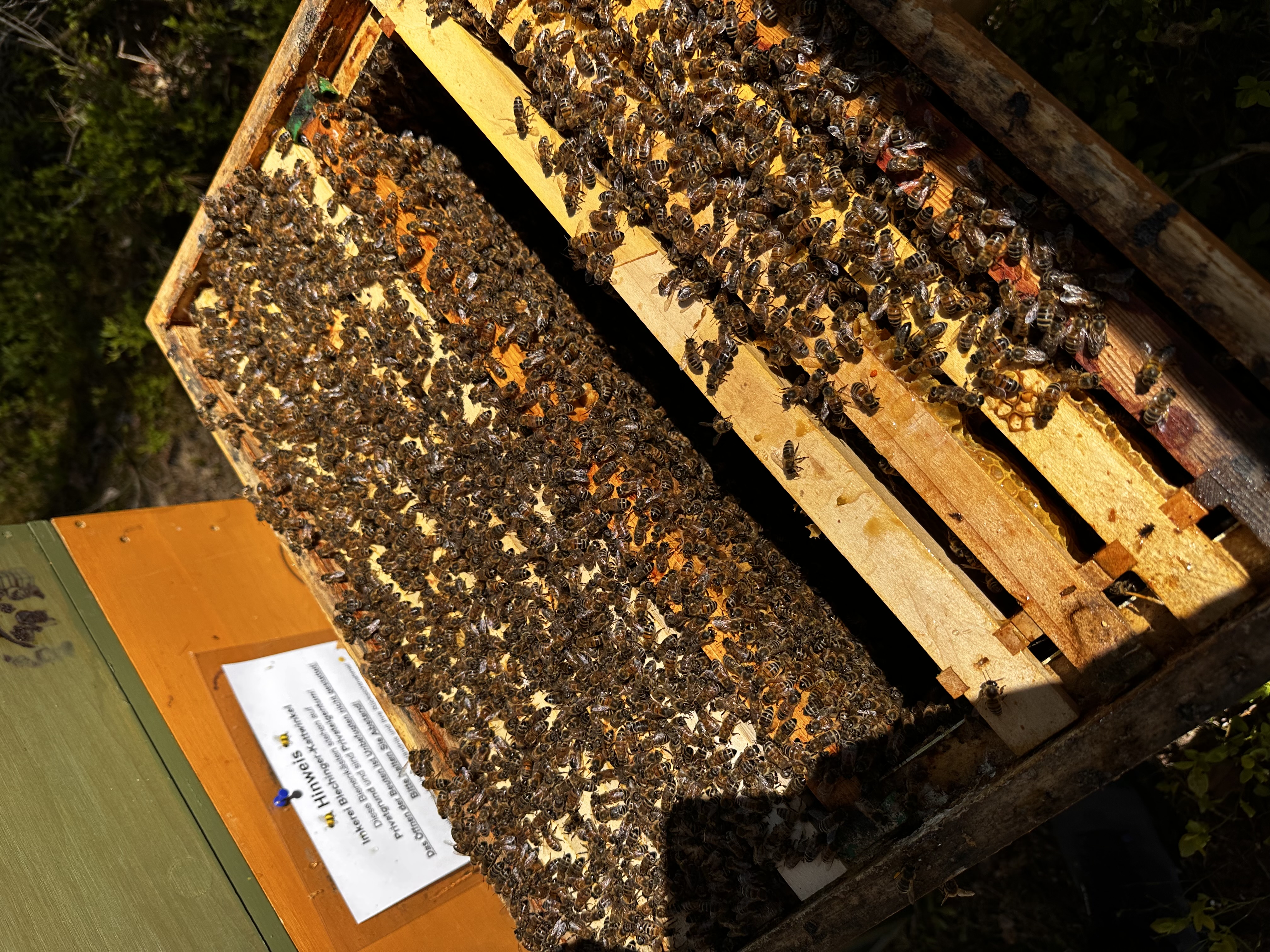 Geöffnete Bienenbeute mit vielen Bienen auf den Rähmchen, Hinweisschild der Imkerei Blechinger-Kattwinkel